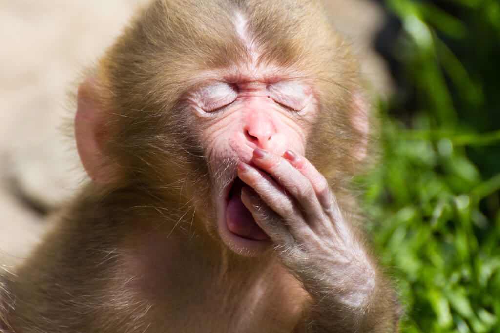 Monkey yawning