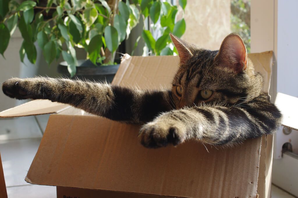 cat in a box