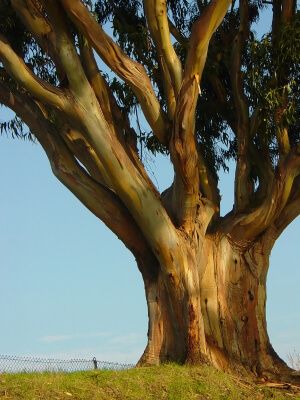 Old tree